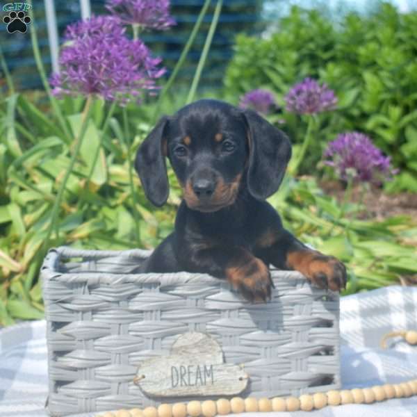 Sprinkles-Miniature, Dachshund Puppy