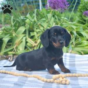 Sprinkles-Miniature, Dachshund Puppy
