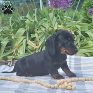 Sprinkles-Miniature, Dachshund Puppy