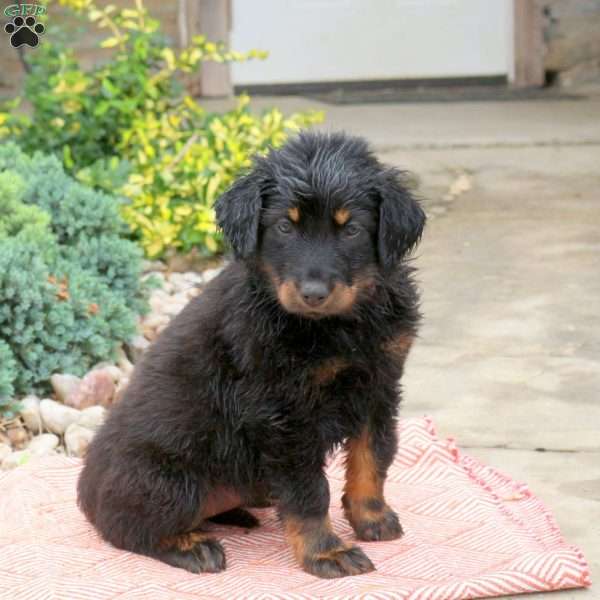 Sprite, English Shepherd Mix Puppy