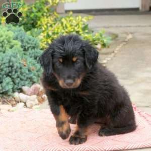 Sprite, English Shepherd Mix Puppy