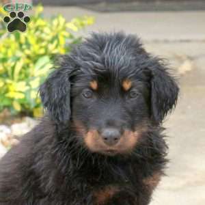 Sprite, English Shepherd Mix Puppy
