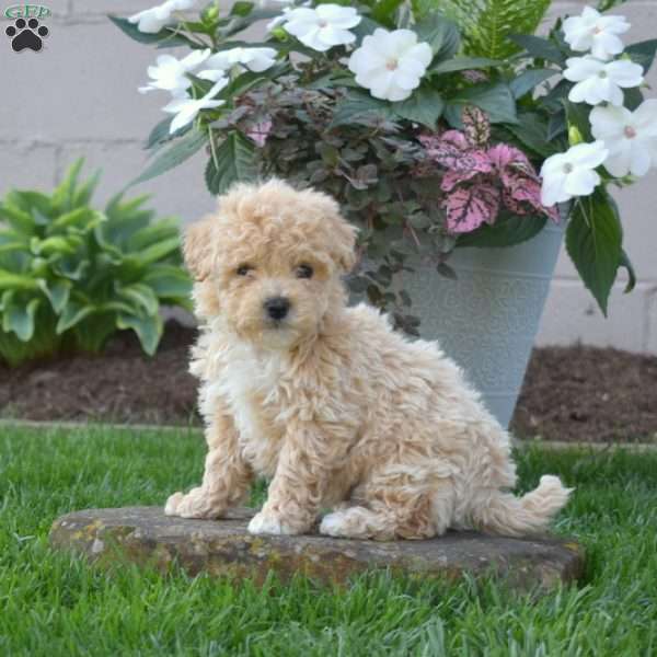 Sprout, Bich-Poo Puppy