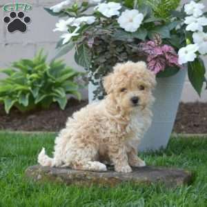 Sprout, Bich-Poo Puppy