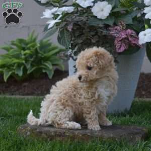 Sprout, Bich-Poo Puppy