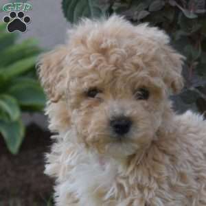 Sprout, Bich-Poo Puppy