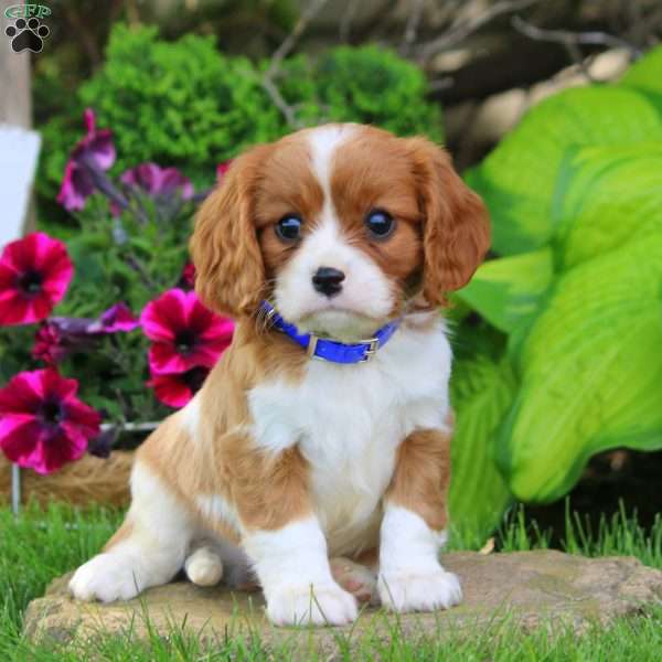 Spruce, Cavalier King Charles Spaniel Puppy