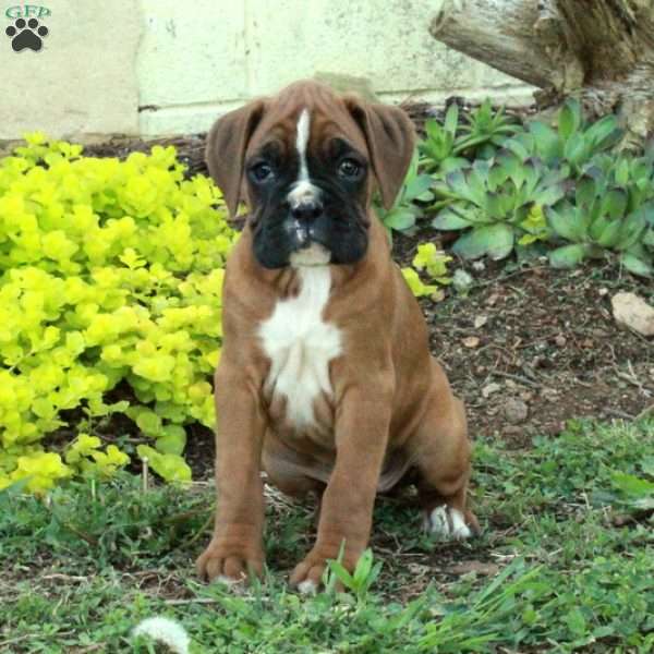 Stacy, Boxer Puppy
