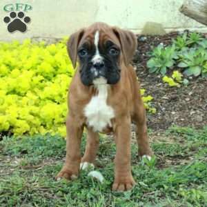 Stacy, Boxer Puppy