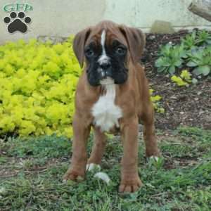 Stacy, Boxer Puppy
