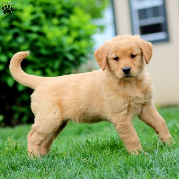Stacy, Golden Retriever Puppy