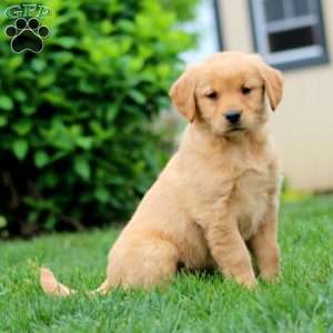 Stacy, Golden Retriever Puppy