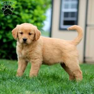 Stacy, Golden Retriever Puppy