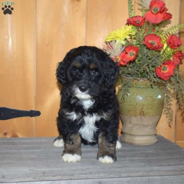 Star, Mini Bernedoodle Puppy