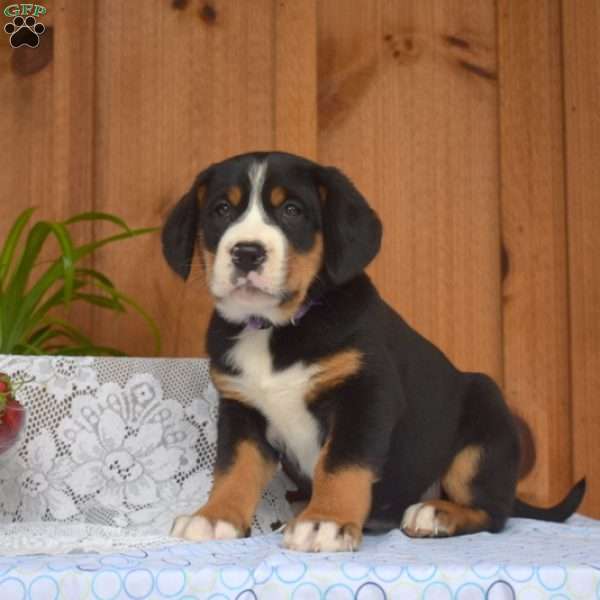 Star, Greater Swiss Mountain Dog Puppy