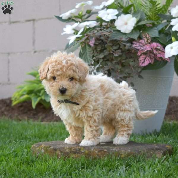 Star, Bich-Poo Puppy