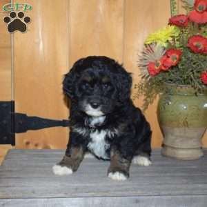 Star, Mini Bernedoodle Puppy