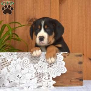 Star, Greater Swiss Mountain Dog Puppy