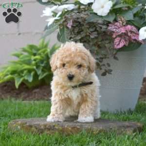 Star, Bich-Poo Puppy