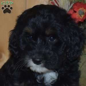 Star, Mini Bernedoodle Puppy