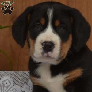 Star, Greater Swiss Mountain Dog Puppy