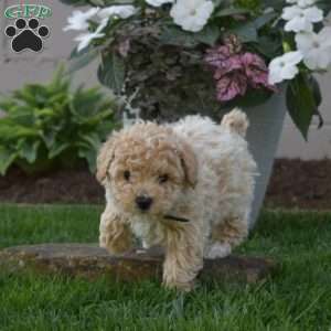 Star, Bich-Poo Puppy