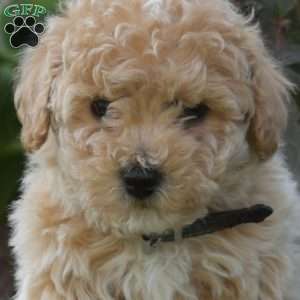Star, Bich-Poo Puppy