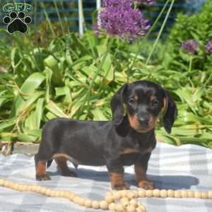 Star-Miniature, Dachshund Puppy