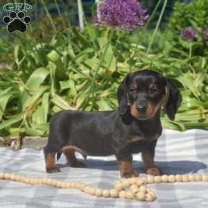 Star-Miniature, Dachshund Puppy