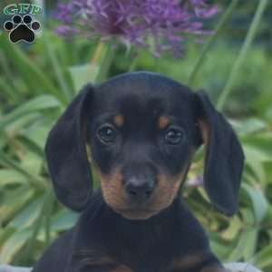 Star-Miniature, Dachshund Puppy