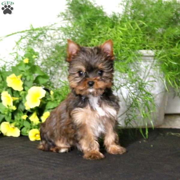 Star, Yorkie Puppy