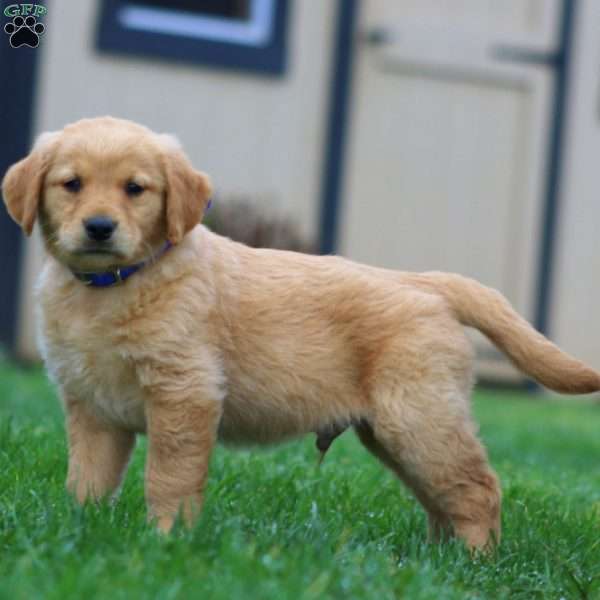 Star, Golden Retriever Puppy