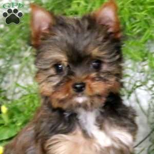 Star, Yorkie Puppy