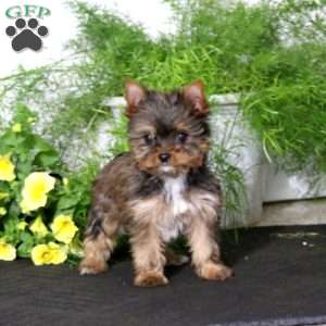 Star, Yorkie Puppy