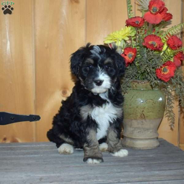 Stella, Mini Bernedoodle Puppy