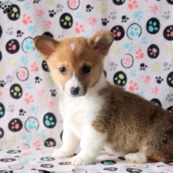 Stella, Pembroke Welsh Corgi Puppy