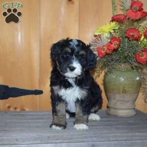 Stella, Mini Bernedoodle Puppy