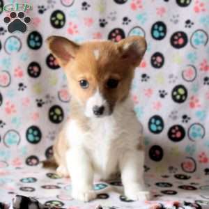 Stella, Pembroke Welsh Corgi Puppy