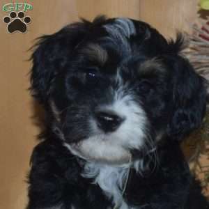 Stella, Mini Bernedoodle Puppy