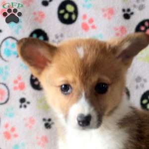 Stella, Pembroke Welsh Corgi Puppy