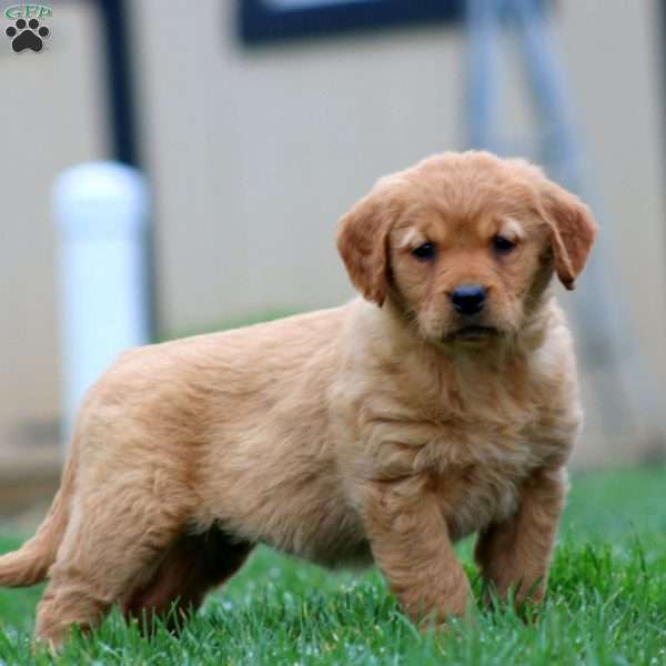 Stella, Golden Retriever Puppy