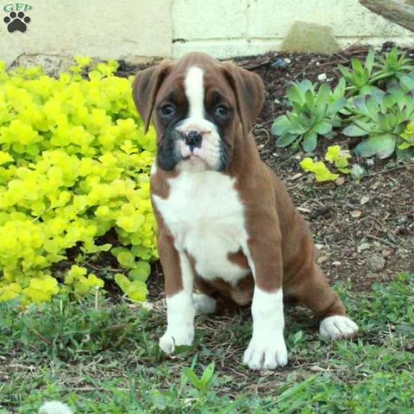 Steph, Boxer Puppy