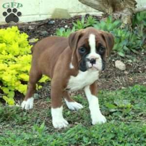 Steph, Boxer Puppy