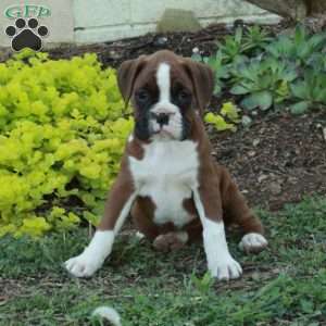 Steph, Boxer Puppy