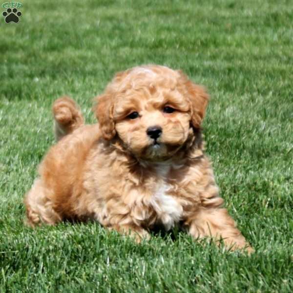 Stevie, Bich-Poo Puppy