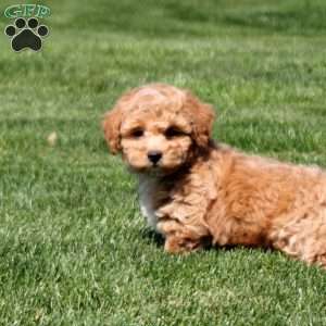 Stevie, Bich-Poo Puppy