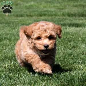 Stevie, Bich-Poo Puppy