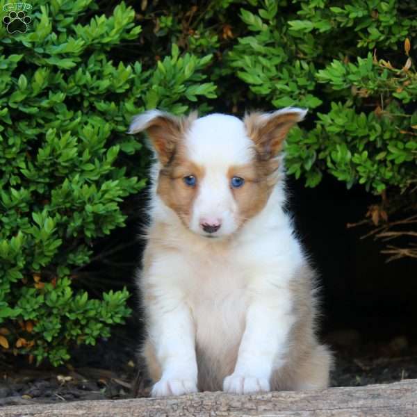 Stew, Sheltie Puppy