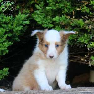 Stew, Sheltie Puppy