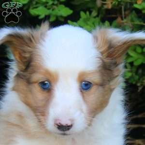 Stew, Sheltie Puppy
